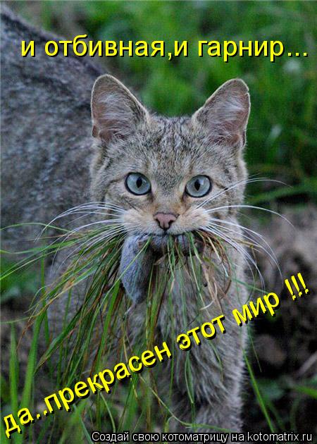 Котоматрица: и отбивная,и гарнир... да..прекрасен этот мир !!! да..прекрасен этот мир !!!