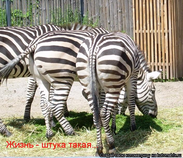 Котоматрица: Жизнь - штука такая...