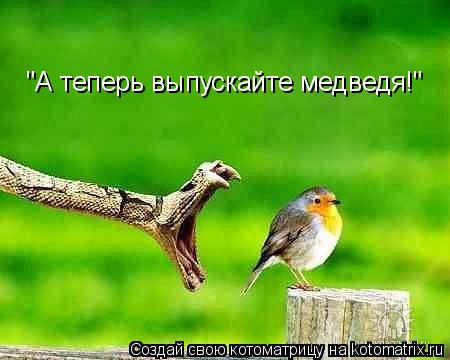 Котоматрица: "А теперь выпускайте медведя!"