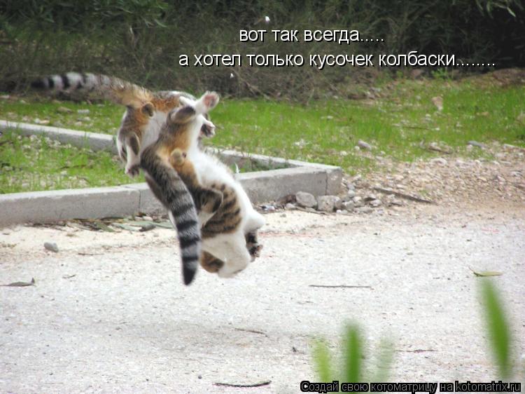 Котоматрица: вот так всегда..... а хотел только кусочек колбаски........