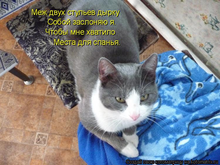 Котоматрица: Меж двух стульев дырку Собой заслоняю я. Чтобы мне хватило Места для спанья.