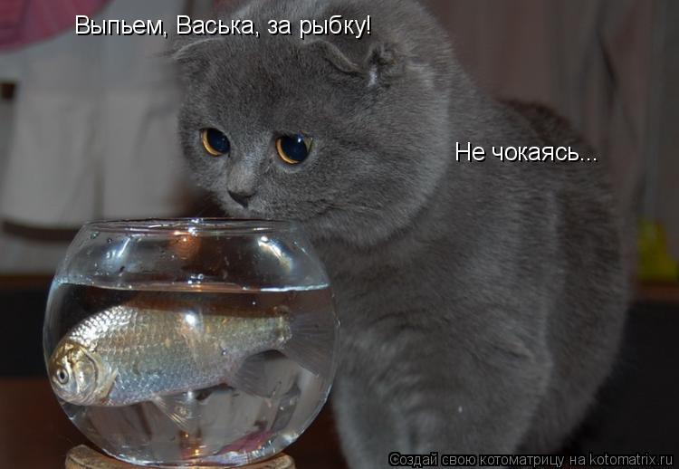Котоматрица: Выпьем, Васька, за рыбку! Не чокаясь...