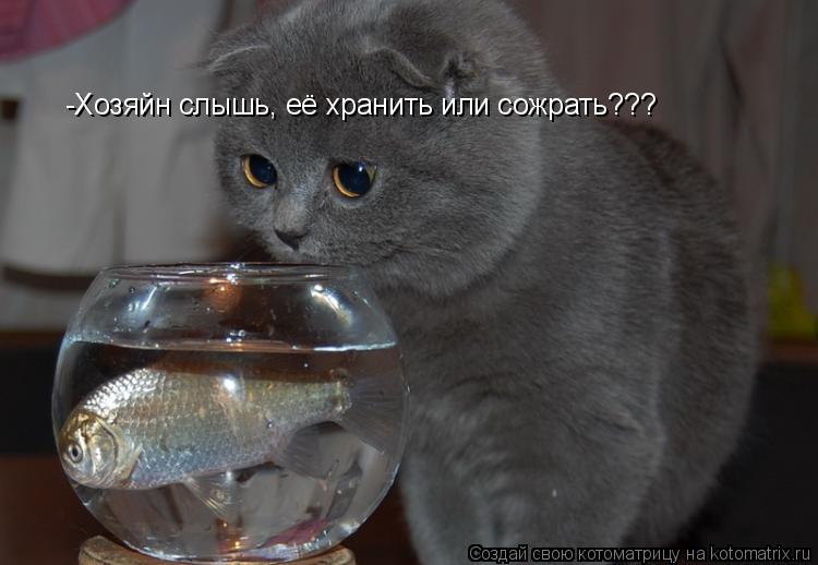 Котоматрица: -Хозяйн слышь, её хранить или сожрать???