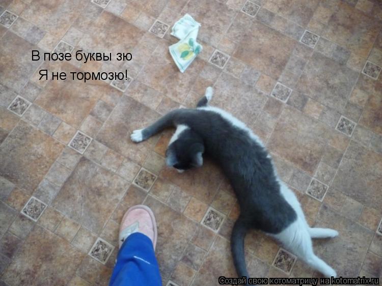 Котоматрица: В позе буквы зю Я не тормозю!