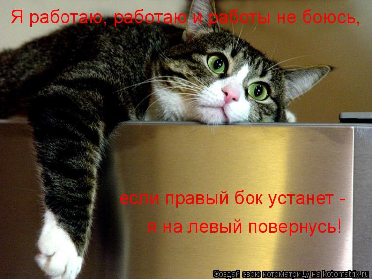 Котоматрица: Я работаю, работаю и работы не боюсь,  если правый бок устанет -   я на левый повернусь!