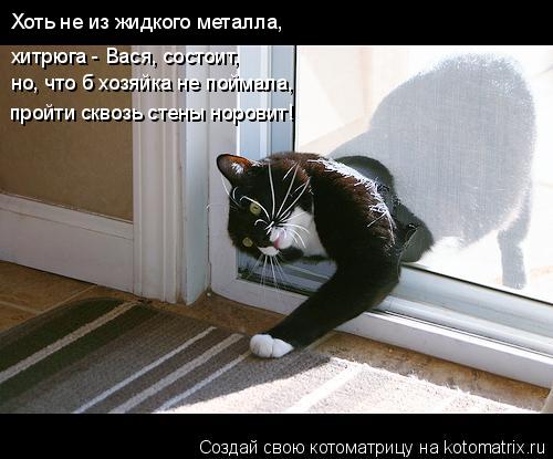 Хоть не из жидкого металла, хитрюга - Вася, состоит, но, что б хозяйка не поймала, пройти сквозь с... Котоматрица: Хоть не из жидкого металла, хитрюга - Вася, состоит, но, что б хозяйка не поймала, пройти сквозь стены норовит!