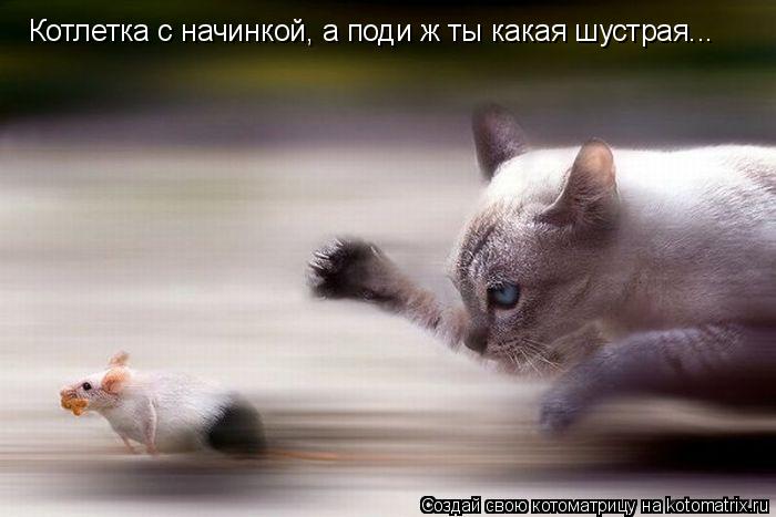 Котоматрица: Котлетка с начинкой, а поди ж ты какая шустрая...