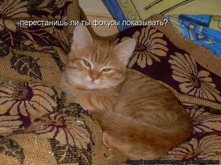 Котоматрица: -перестанишь ли ты фокусы показывать?