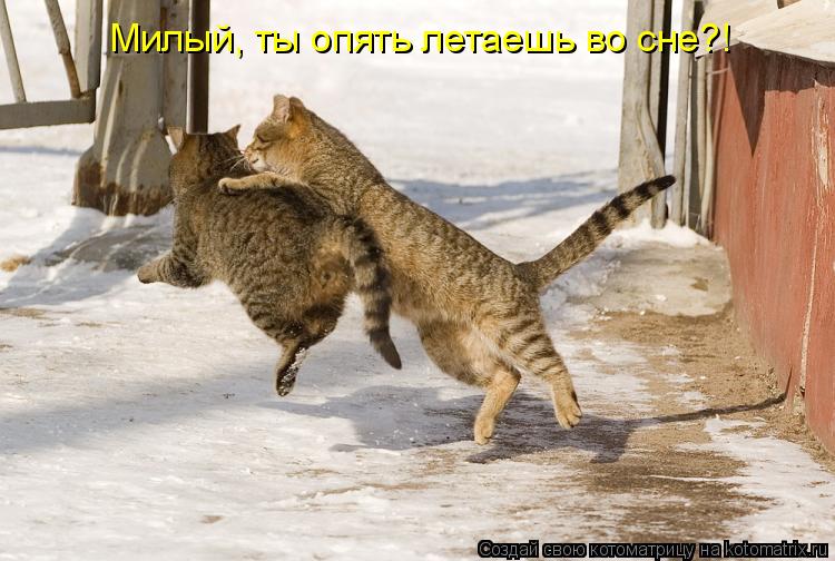 Котоматрица: Милый, ты опять летаешь во сне?!
