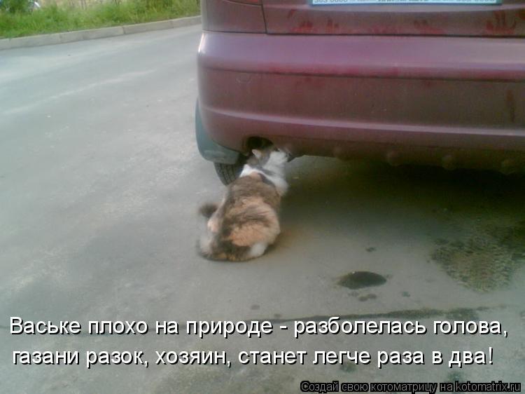 газани разок, хозяин, станет легче раза в два! Ваське плохо на природе - разболелась голова,... Котоматрица: газани разок, хозяин, станет легче раза в два! Ваське плохо на природе - разболелась голова,