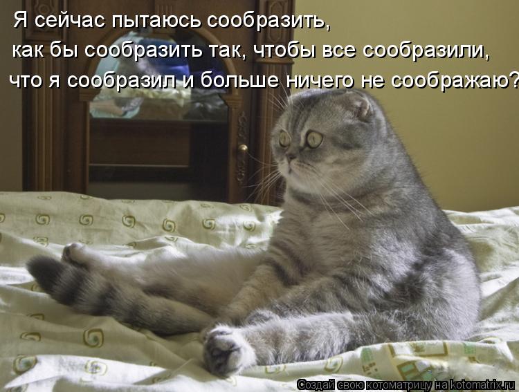 Котоматрица: Я сейчас пытаюсь сообразить,  как бы сообразить так, чтобы все сообразили,  что я сообразил и больше ничего не соображаю?