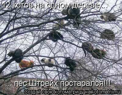 Котоматрица: 12 котов на одном дереве  ... ... пёс Штрейх постарался!!!