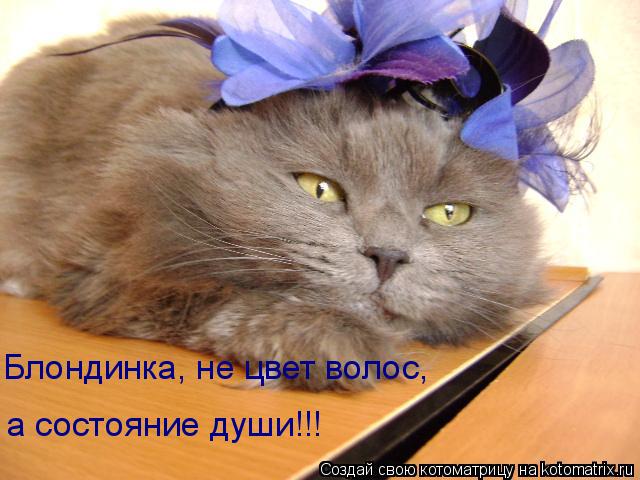 Котоматрица: Блондинка, не цвет волос,  а состояние души!!!