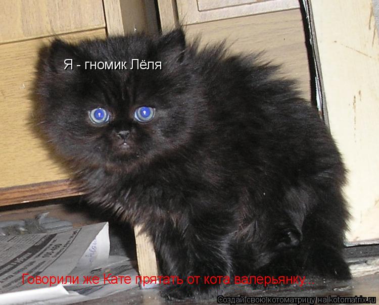 Котоматрица: Я - гномик Лёля Говорили же Кате прятать от кота валерьянку...