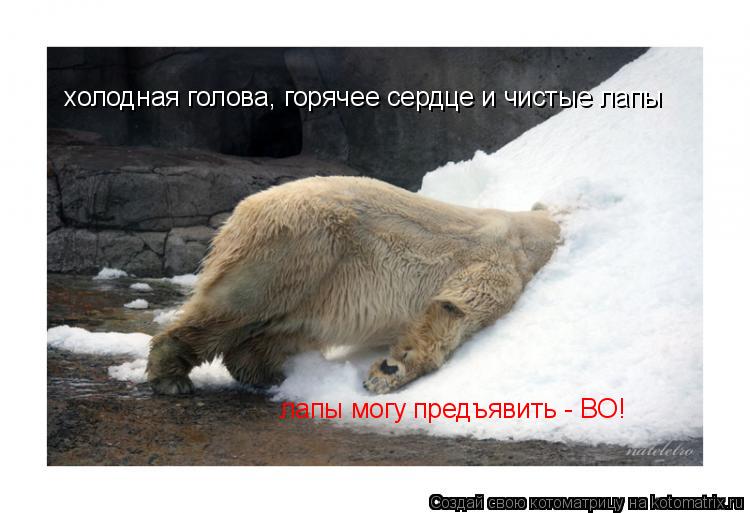 Котоматрица: холодная голова, горячее сердце и чистые лапы лапы могу предъявить - ВО!