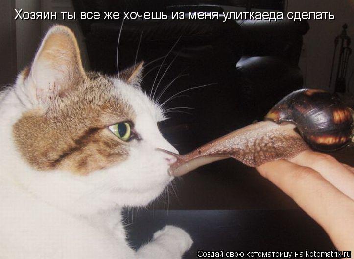 Котоматрица: Хозяин ты все же хочешь из меня улиткаеда сделать