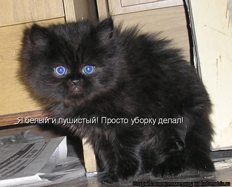 Котоматрица: Я белый и пушистый! Просто уборку делал!