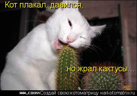 Котоматрица: Кот плакал, давился,  но жрал кактусы...