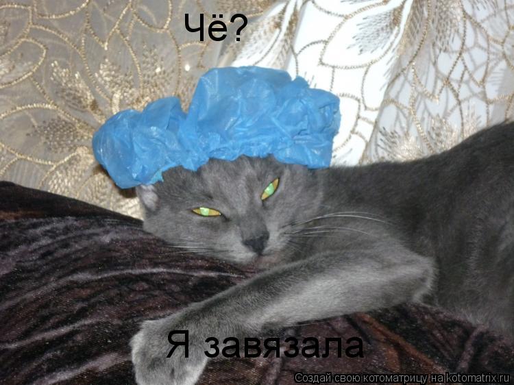 Котоматрица: Чё?  Я завязала