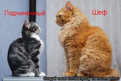 Котоматрица: Шеф Подчиненный