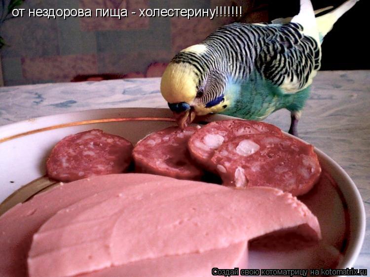 Котоматрица: от нездорова пища - холестерину!!!!!!!