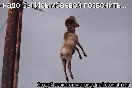 Котоматрица: надо бы Исымбаевой позвонить...