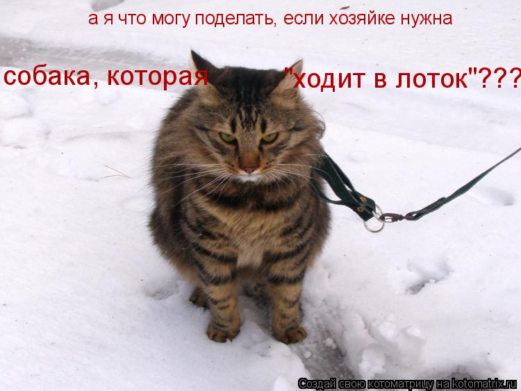 Котоматрица: а я что могу поделать, если хозяйке нужна собака, которая "ходит в лоток"???