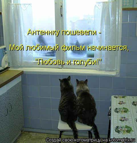 Котоматрица: Мой любимый фильм начинается, "Любовь и голуби!" Антеннку пошевели -