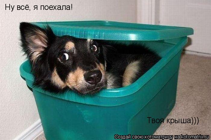 Котоматрица: Ну всё, я поехала! Твоя крыша)))