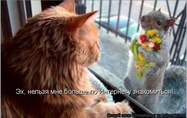 Котоматрица: Эх, нельзя мне больше по Интернету знакомиться!