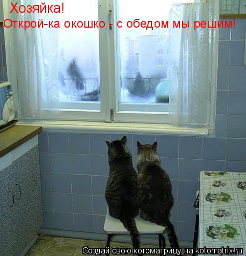 Котоматрица: Хозяйка!  Открой-ка окошко - с обедом мы решим!
