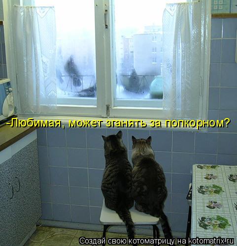 Котоматрица: -Любимая, может зганять за попкорном?