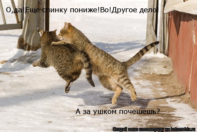 Котоматрица: О,да!Еще спинку пониже!Во!Другое дело! А за ушком почешешь? А за ушком почешешь?