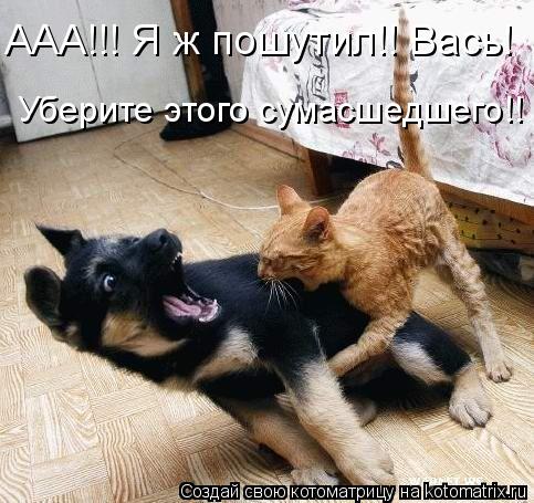 Котоматрица: ААА!!! Я ж пошутил!! Вась!  Уберите этого сумасшедшего!!