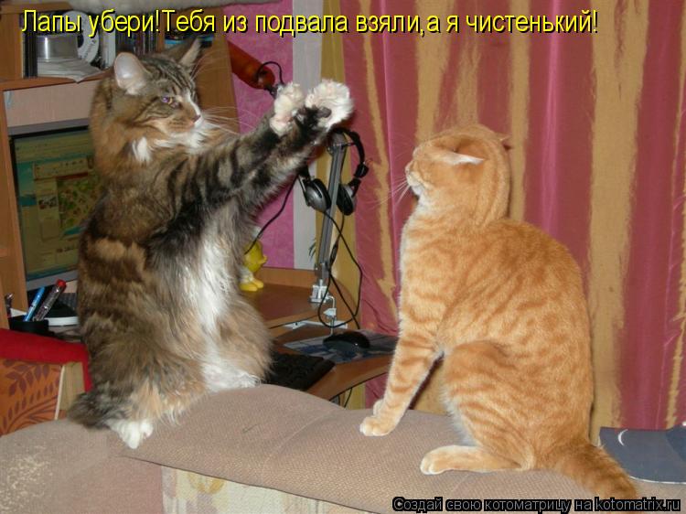Котоматрица: Лапы убери!Тебя из подвала взяли,а я чистенький!