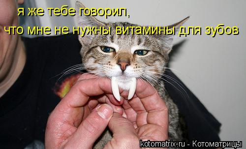 Котоматрица: я же тебе говорил,  что мне не нужны витамины для зубов