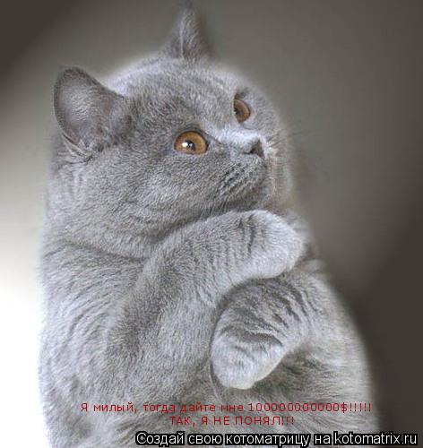 Котоматрица: Я милый, тогда дайте мне 100000000000$!!!!! ТАК, Я НЕ ПОНЯЛ!!!
