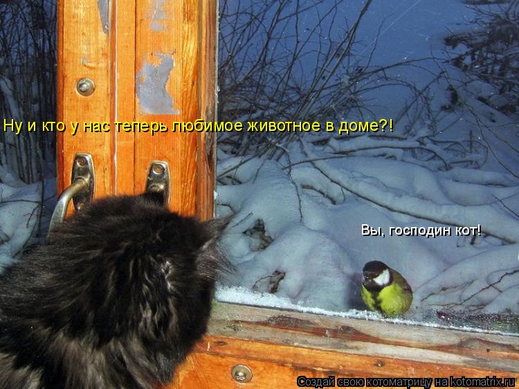 Ну и кто у нас теперь любимое животное в доме?! Вы, господин кот!... Котоматрица: Ну и кто у нас теперь любимое животное в доме?! Вы, господин кот!