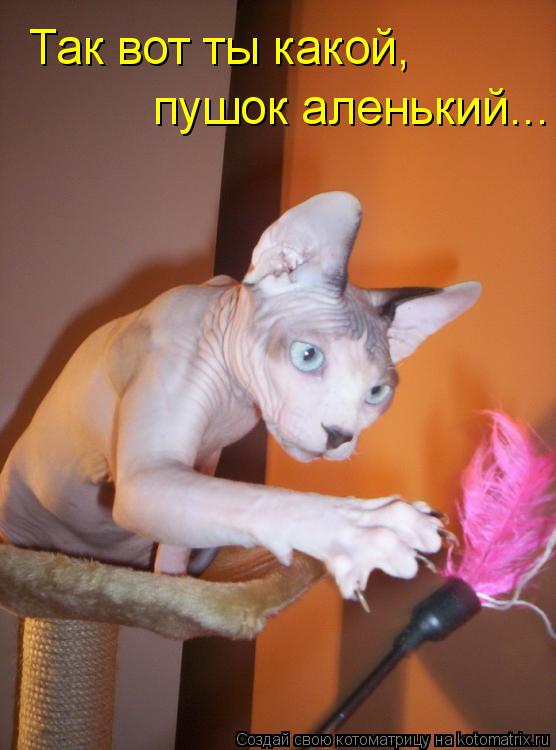 Котоматрица: Так вот ты какой, пушок аленький...