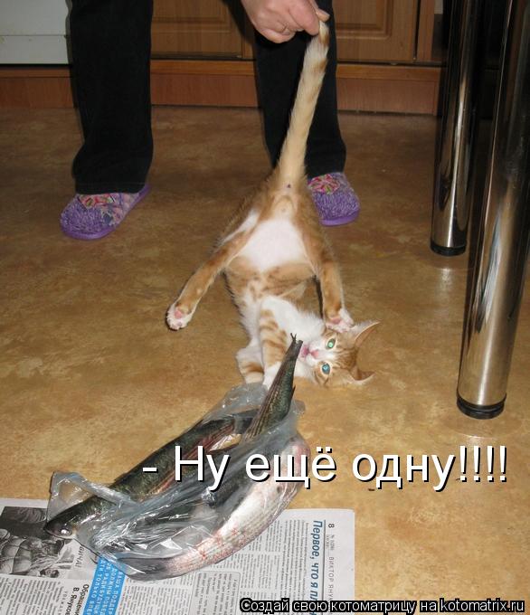 Котоматрица: Ну ещё одну!!!! -