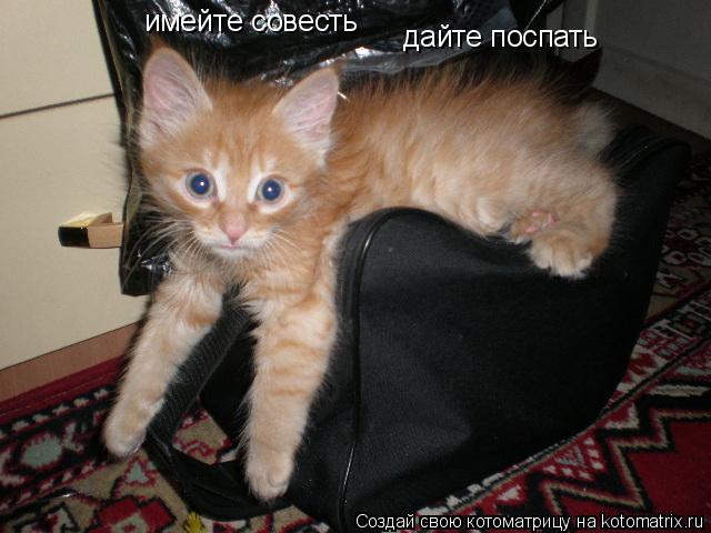 Котоматрица: имейте совесть дайте поспать