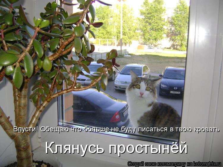 Котоматрица: Впусти! Обещаю что больше не буду писаться в твою кровать Клянусь простынёй