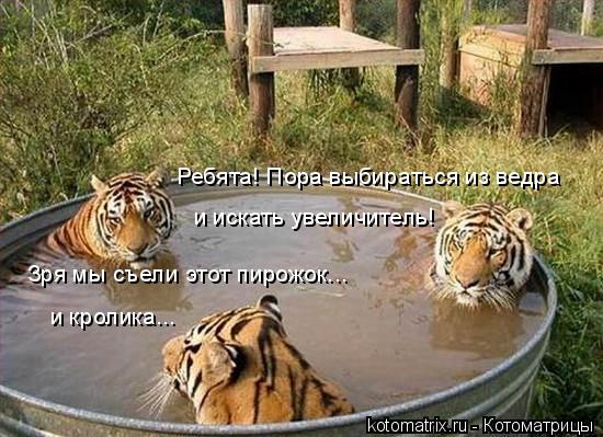 Котоматрица: Зря мы съели этот пирожок... и кролика... и искать увеличитель! Ребята! Пора выбираться из ведра