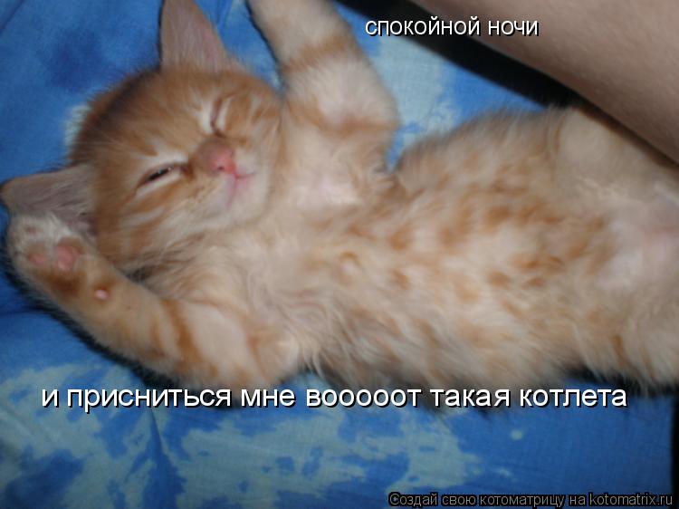 Котоматрица: спокойной ночи и присниться мне вооооот такая котлета