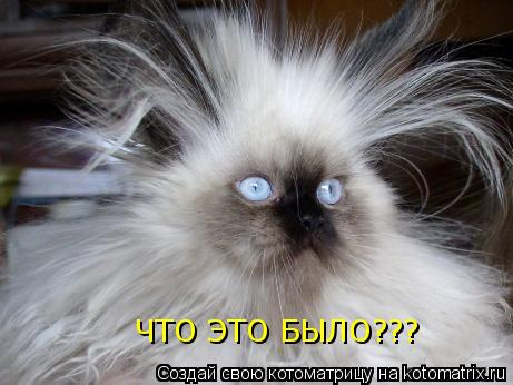 Котоматрица: ЧТО ЭТО БЫЛО???