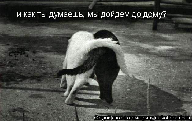 Котоматрица: и как ты думаешь, мы дойдем до дому?