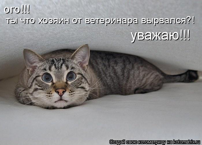 Котоматрица: ого!!! ты что хозяин от ветеринара вырвался?! уважаю!!!