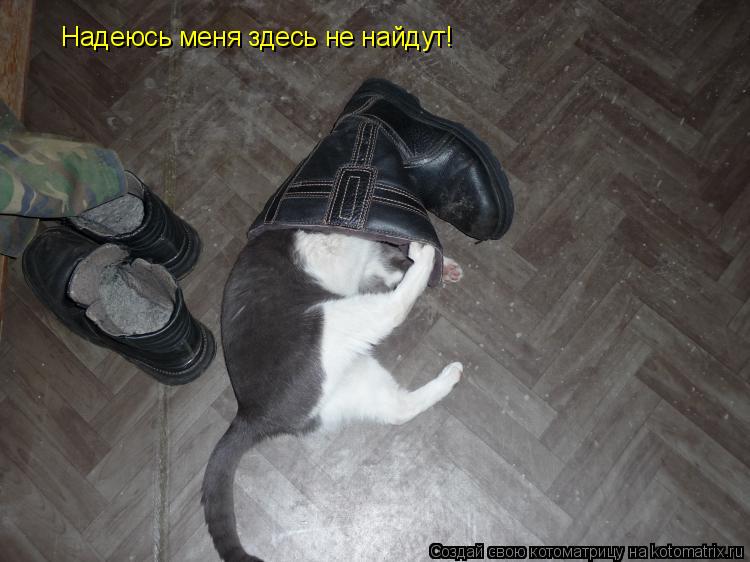 Котоматрица: Надеюсь меня здесь не найдут!