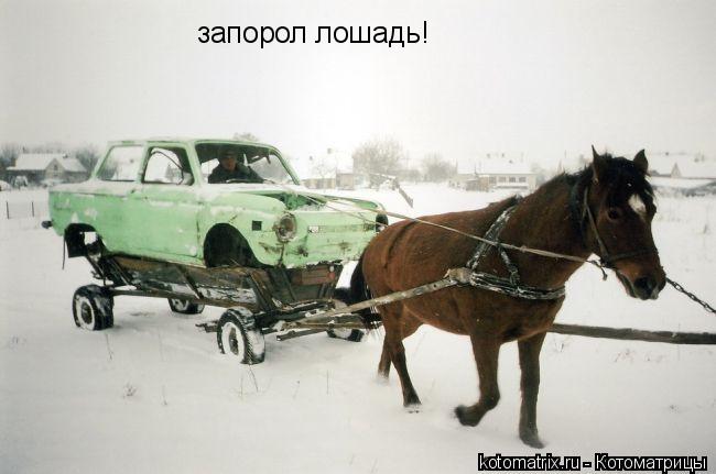 Котоматрица: запорол лошадь!