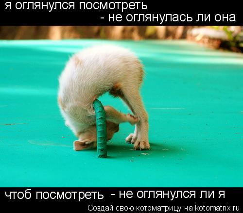 Котоматрица: я оглянулся посмотреть  - не оглянулась ли она чтоб посмотреть - не оглянулся ли я